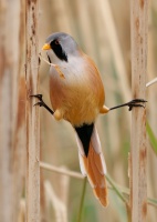 Sykorice vousata - Panurus biarmicus - Bearded Reedling o5520